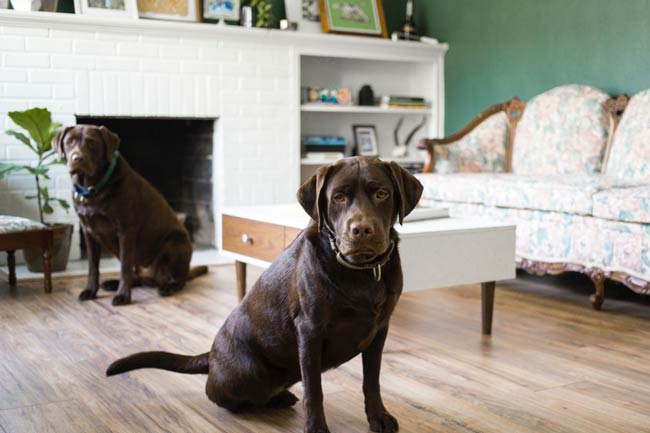 9 Tips To Make Your Home Pet Friendly